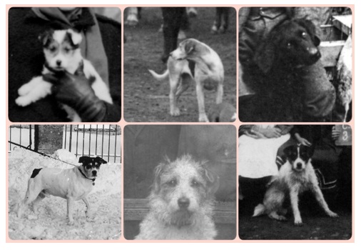 Spot the dogs in our latest library exhibition!